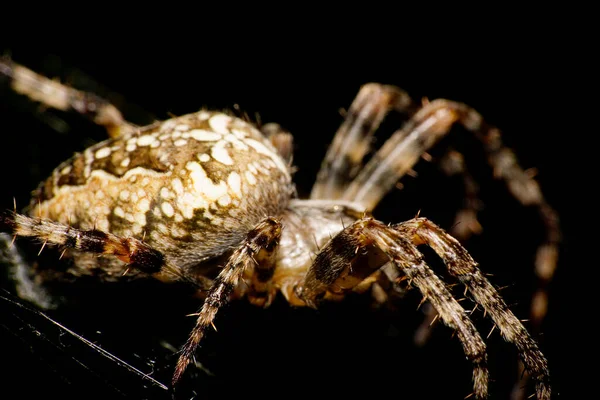 Vista Lateral Macro Uma Aranha Peluda Araneus Diadematus Com Patas — Fotografia de Stock