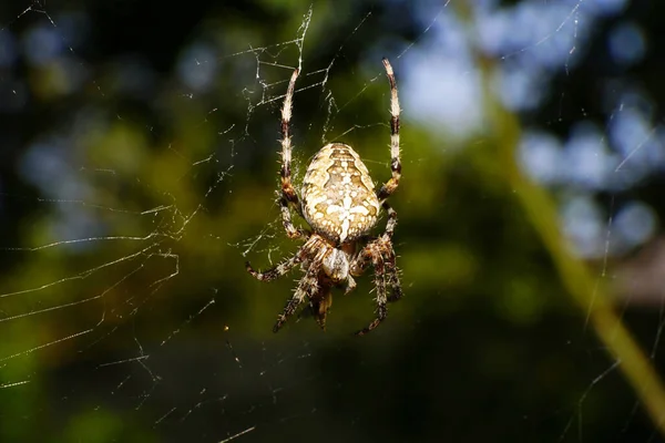 Primo Piano Del Ragno Araneus Diadematus Seduto Una Ragnatela Vicino — Foto Stock