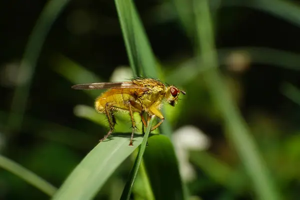 Macro Mosca Marrom Verão Dryomyza Anilis Com Patas Asas Grandes — Fotografia de Stock