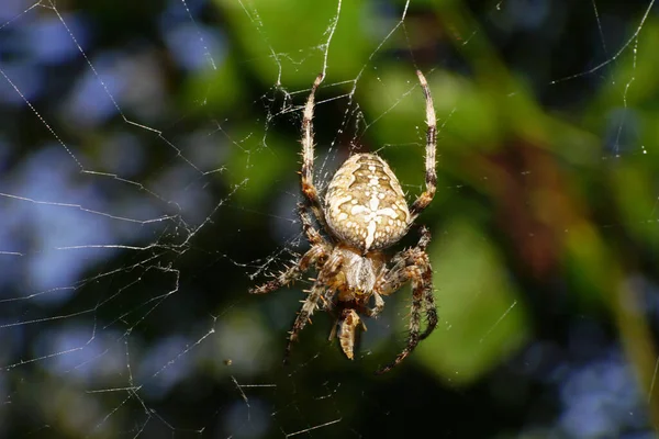 Close Van Een Bruine Spin Araneus Diadematus Zittend Een Spinnenweb — Stockfoto