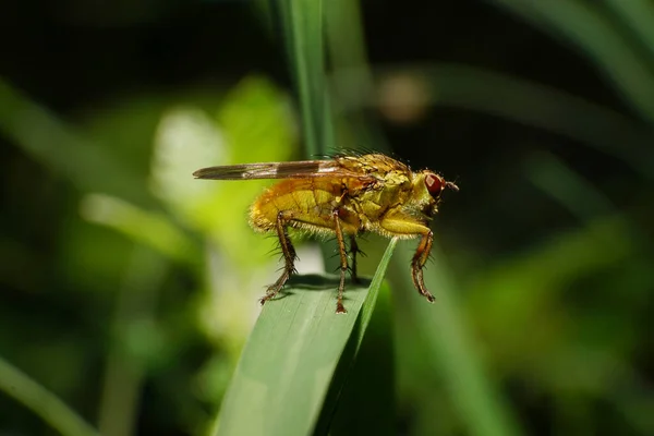 Macro Mosca Marrom Fofa Dryomyza Anilis Com Patas Asas Grandes — Fotografia de Stock