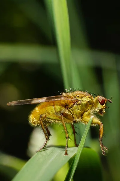 Nahaufnahme Der Sommerbraunen Fliege Dryomyza Anilis Mit Pfoten Flügeln Und — Stockfoto