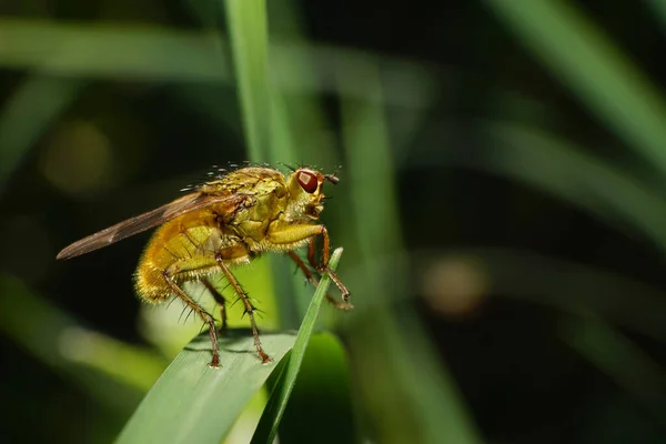 Macro Mosca Marrom Dryomyza Anilis Com Patas Asas Grandes Olhos — Fotografia de Stock