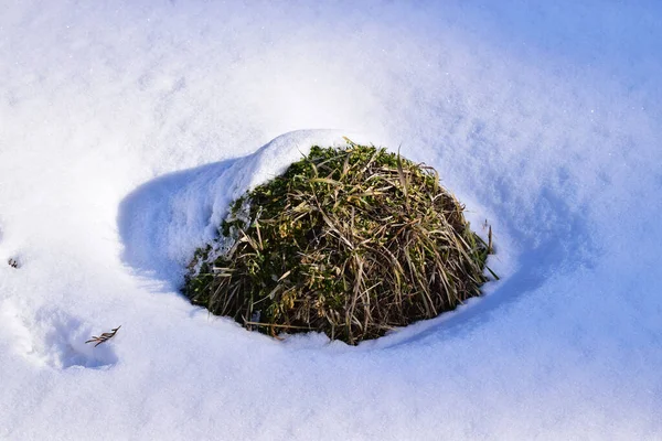 Mrożone Stosy Ziemi Zieloną Trawą Zimą Białym Śniegu Górskim Lesie — Zdjęcie stockowe