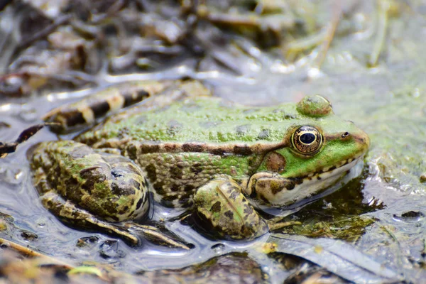 緑のカエルのクローズアップ Rana Ridibunda北コーカサスの麓で春に湖の岸の植物の間で水の中に座って大きな目で — ストック写真