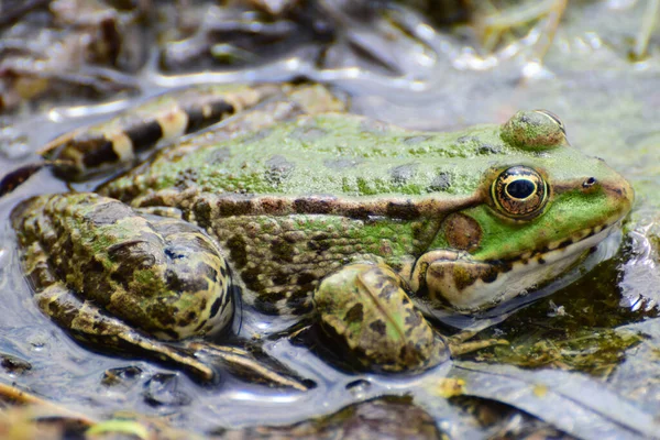 Kuzey Kafkasya 'nın eteklerindeki gölün eteklerindeki bitkilerin arasında suda oturan büyük gözlü yeşil kurbağa Rana Ridibunda' nın yakın çekimi.                               