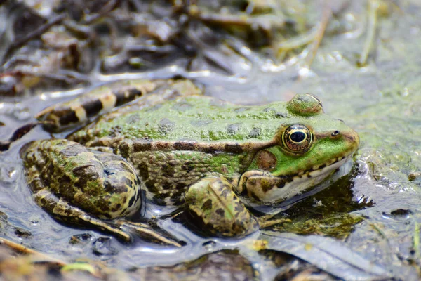 Close Green Frog Rana Ridibunda Big Eyes Sitting Water Plants — Stock Photo, Image