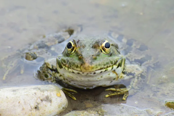 Kuzey Kafkasya 'nın eteklerindeki gölün eteklerindeki taşların yanında dinlenen Rana Ridibunda kurbağasının yakın çekimi.                               