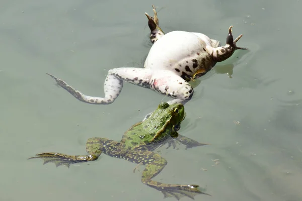 緑のカエル リディブンダの男性と女性の閉鎖は 北コーカサスの麓で春の繁殖中に湖の水に泳ぎます — ストック写真