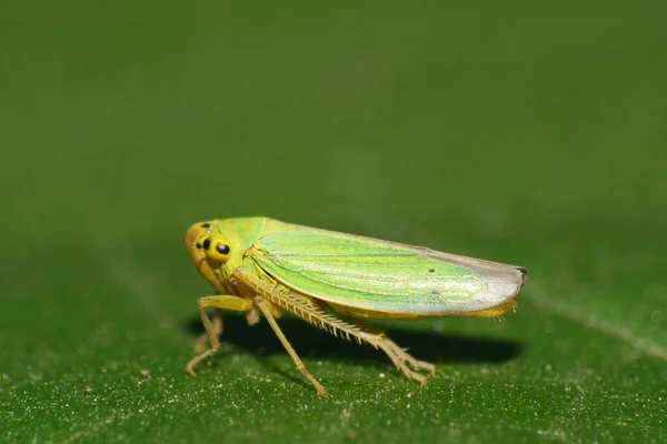 Макро Зеленой Цикады Cicadella Viridis Длинными Лапами Большими Глазами Сидящей Лицензионные Стоковые Фото