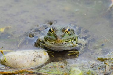 Yeşil kurbağa Rana Ridibunda Kuzey Kafkasya 'nın eteklerindeki gölün eteklerindeki taşların yanında dinleniyor.                               