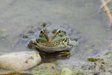 Green frog Rana ridibunda resting in the spring in the water on the lake in the foothills of the North Caucasus                                clipart