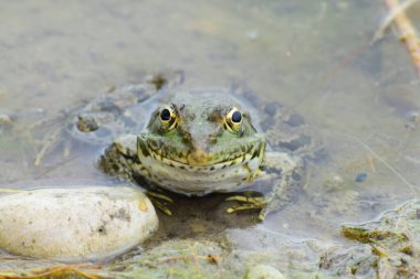 Kuzey Kafkasya 'nın eteklerinde baharda bir gölün kıyısında yeşil bir kurbağa Rana Ridibunda' nın önü görünür.                               