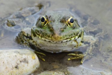  Kuzey Kafkasya 'nın eteklerinde baharda gölün eteklerinde oturan büyük gözlü yeşil kurbağa Rana Ridibunda' nın önü.                              