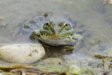  Kuzey Kafkasya 'nın eteklerinde baharda gölün eteklerinde oturan büyük gözlü yeşil kurbağa Rana Ridibunda' nın önü.                              