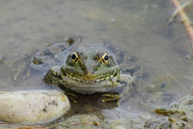  Kuzey Kafkasya 'nın eteklerinde baharda gölün üzerinde dinlenen yeşil kurbağa Rana ridibunda.                              