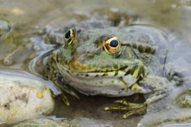 Kuzey Kafkasya 'nın eteklerinde baharda gölün kıyısındaki sularda oturan büyük gözlü yeşil kurbağa Rana Ridibunda' nın yakın görüntüsü.