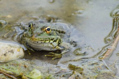 Kuzey Kafkasya 'nın eteklerinde baharda gölün kıyısındaki sularda oturan büyük gözlü yeşil kurbağa Rana Ridibunda' nın yakın görüntüsü.