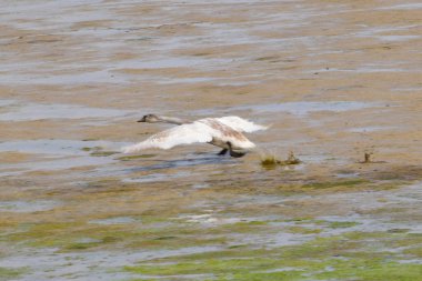Beyaz ve bahar kuğusu Kuğu Kuğu Kuğu Kuzey Kafkasya ormanındaki bir dağ eteğinde uçar.                              