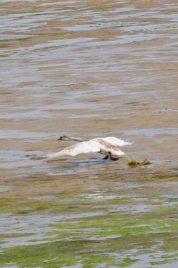 Beyaz bahar kuğusu Cygnus cygnus Kuzey Kafkasya ormanındaki bir dağ eteğinde uçar.                              