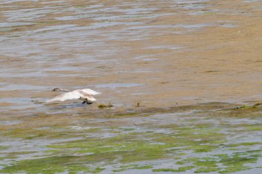 Beyaz ve bahar kuğusu Kuğu Kuğu Kuğu Kuzey Kafkasya ormanındaki bir dağ eteğinde uçar.                              
