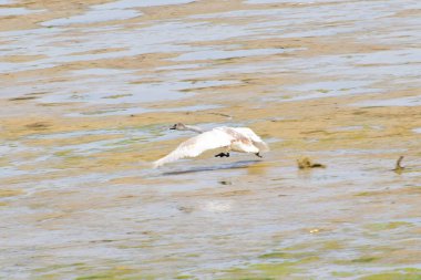 Genç beyaz kuğu Cygnus cygnus açık kanatlı su üzerinde uçar Kuzey Kafkasya ormanındaki dağ eteğindeki vahşi gölde.                               