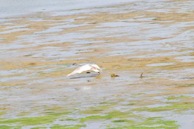 Genç beyaz kuğu Cygnus cygnus açık kanatlı su üzerinde uçar Kuzey Kafkasya ormanındaki dağ eteğindeki vahşi gölde.                               