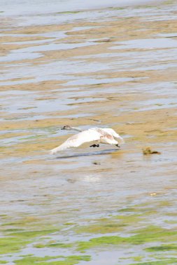 Genç kuğu Cygnus cygnus açık kanatlı su üzerinde uçar Kuzey Kafkasya ormanındaki dağ eteğindeki vahşi gölde.                               
