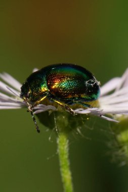Erigeron kanadensis türünün beyaz bir çiçeğindeki yeşil bir böcek olan Chrysolina Herbacea 'ya yakın çekim                              