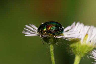 Erigeron kanadensis türünün beyaz bir çiçeğindeki yeşil bir böcek olan Chrysolina Herbacea 'ya yakın çekim                              