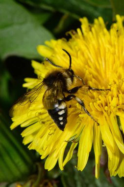 Beyaz benekli siyah arı Melecta albifronları Kuzey Kafkasya 'nın eteklerindeki sarı bir karahindiba çiçeğinin üzerinde polen ve nektar topluyor.                               