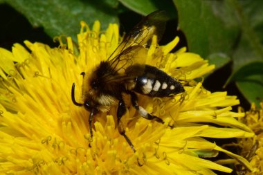 Beyaz benekli ve kanatlı siyah arı Melecta albifronları Kuzey Kafkasya 'nın eteklerindeki Taraxacum officinale adlı sarı çiçekte polen ve nektar topluyor.