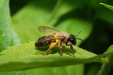 Kahverengi-sarı kabarık tüylü arı Andrena iki renkli Kafkasya 'nın eteklerindeki yeşil bir yaprağın üzerinde oturuyor.                               