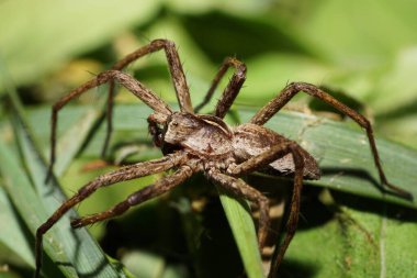 Kafkasların eteklerindeki yeşil çimlerde başıboş avcıların Lycosidae cinsinden kahverengi bir Kafkas örümceğinin makro 'su.