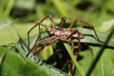 Kafkas kabarık kahverengi örümceğin Makro 'su. Yazın Kafkasların eteklerindeki çayırlarda oturan başıboş avcıların Lycosidae cinsinden gözleri var.                               