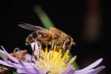 Uçan sineğin makro kenar manzarası. Pençeleri, kanatları ve büyük gözleri olan Eristalis tenaksı. Kafkasya Dağları 'ndaki Alp Dağları' nın mor çiçeklerinde nektar topluyor.