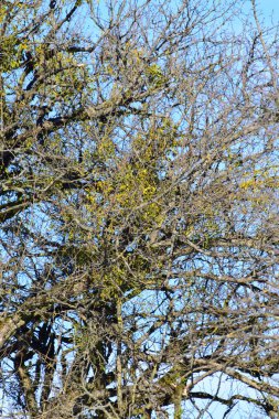 Evergreen fundalık ökse otu beyaz Viscum albümü baharda Kafkasya 'nın eteklerindeki bir ağaçta büyüyor.