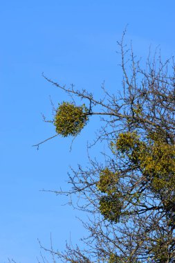 Beyaz Ökseotu Viscum albümünü Kafkasya 'nın eteklerindeki bir ağacın dallarında büyüt.                               