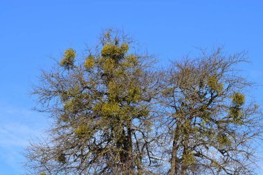  Evergreen fundalık ökse otu beyaz Viscum albümü Kafkasya 'nın eteklerindeki bir ağacın dallarında büyüyor.                              