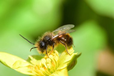 Andrena Synadelpha adlı genç bir arıya yakın çekim. Kuzey Kafkasya 'nın eteklerinde, sarı düğün çiçeği Ficaria verna' da polen ve nektar topluyor.