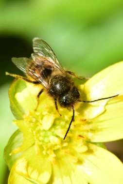 Bahar ve kahverengi arı Andrena Clarkella 'nın Makro üst manzarası Kuzey Kafkasya' nın eteklerindeki Ficaria verna çiçeğinin üzerinde polen ve nektar topluyor.                              