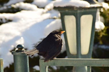  Karatavuk kuşu Turdus Merula Kafkasya 'nın etek parkında kışın çitin üzerinde oturuyor.                              