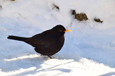Karatavuk Turdus Merula, sarı gagalı ve geniş gözlü Ocak ayında Kafkasya 'nın eteklerinde karlar arasında koşuyor.                               