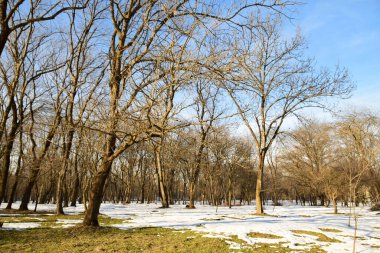  Kafkasya 'nın eteklerinde kar ve mavi gökyüzü olan kozalaklı ve yaprak döken ağaçlar.