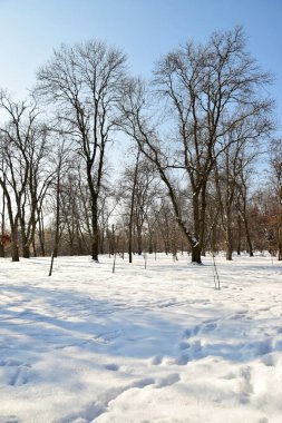  Ocak ayında Kafkasların eteklerinde karlı ağaçlar ve kar manzarası                              