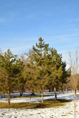 Kozalaklı yeşil ağaçlar, kar ve mavi gökyüzü Kafkasların eteklerinde.                               
