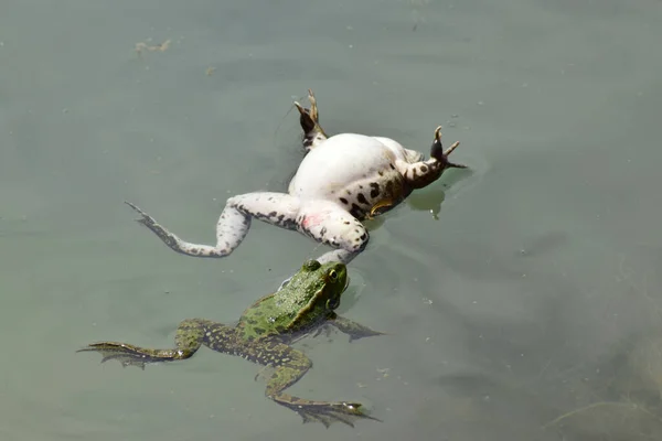 北コーカサスの麓で春の繁殖の間 オスとメスの緑の湖カエル リディブンダのクローズアップは 水の上で泳ぐ — ストック写真