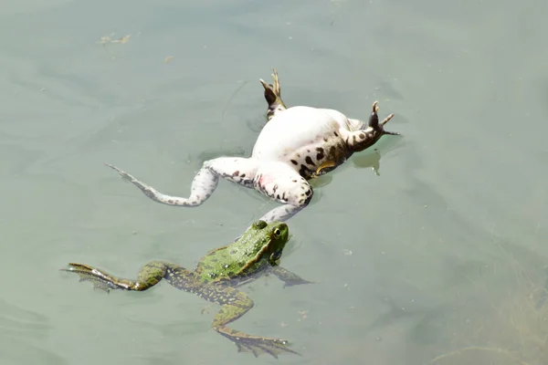 春の雄と雌の緑の湖カエル北コーカサスの麓で春の繁殖中に水の上でラナRidibunda水泳 — ストック写真
