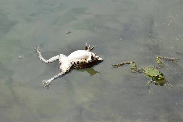 春の雄と雌のカエルラナリディブンダは 北コーカサスの麓の湖で春の繁殖中に水に泳ぎます — ストック写真