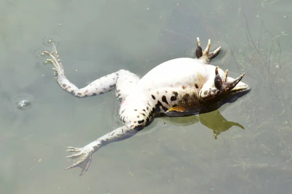 Jarní Samice Zelené Žáby Rana Ridibunda Plave Vodě Při Rozmnožování — Stock fotografie
